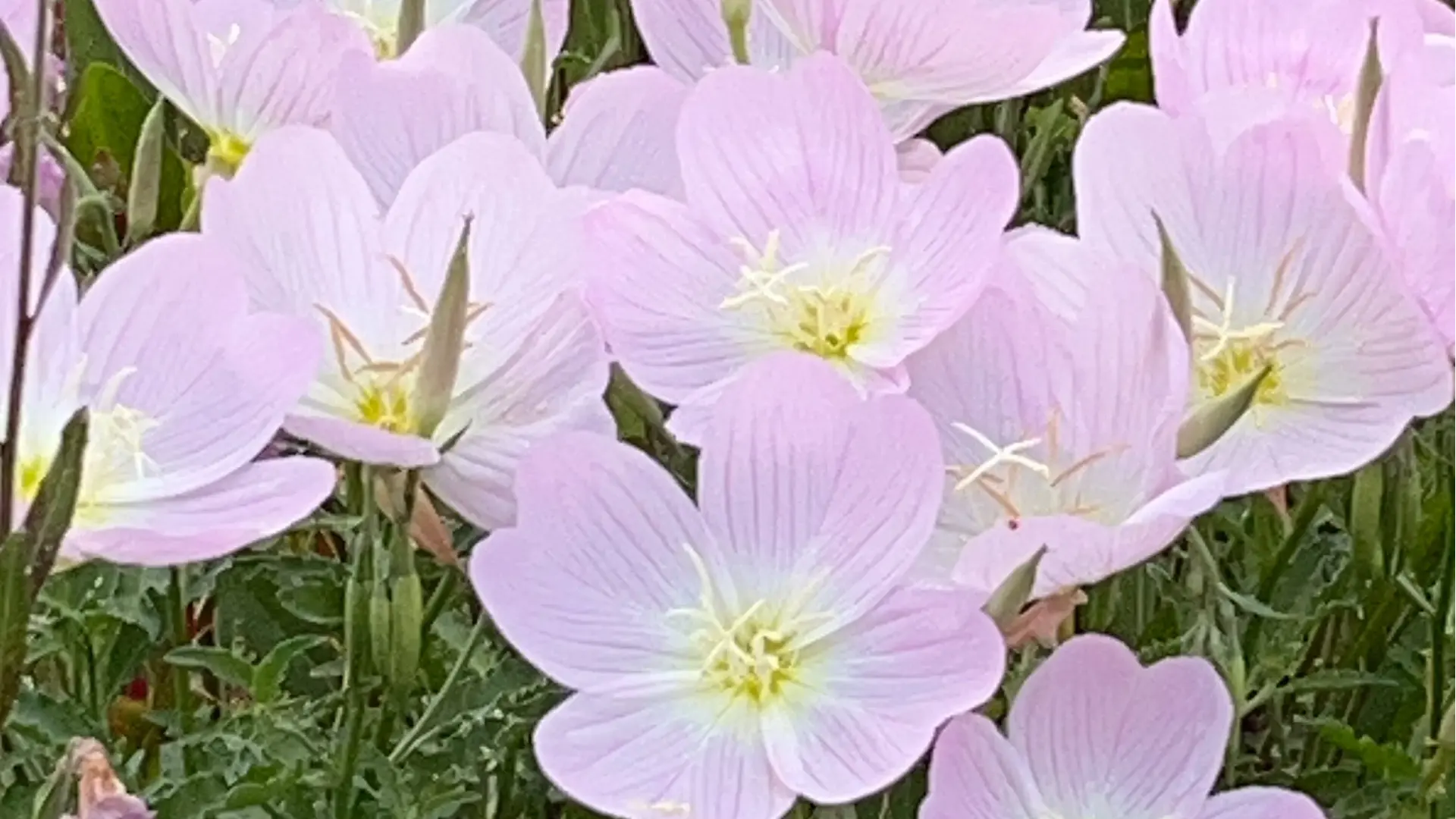 Warum Händler einen Vogelscheuchen-Gartenlieferanten wählen – Vertrauenswürdigen Großhandels-Gartenwerkzeuglieferanten