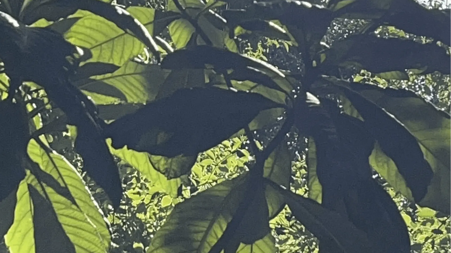 Los Angeles Jahresrund-Gemüse- und Blumenpflanzratgeber