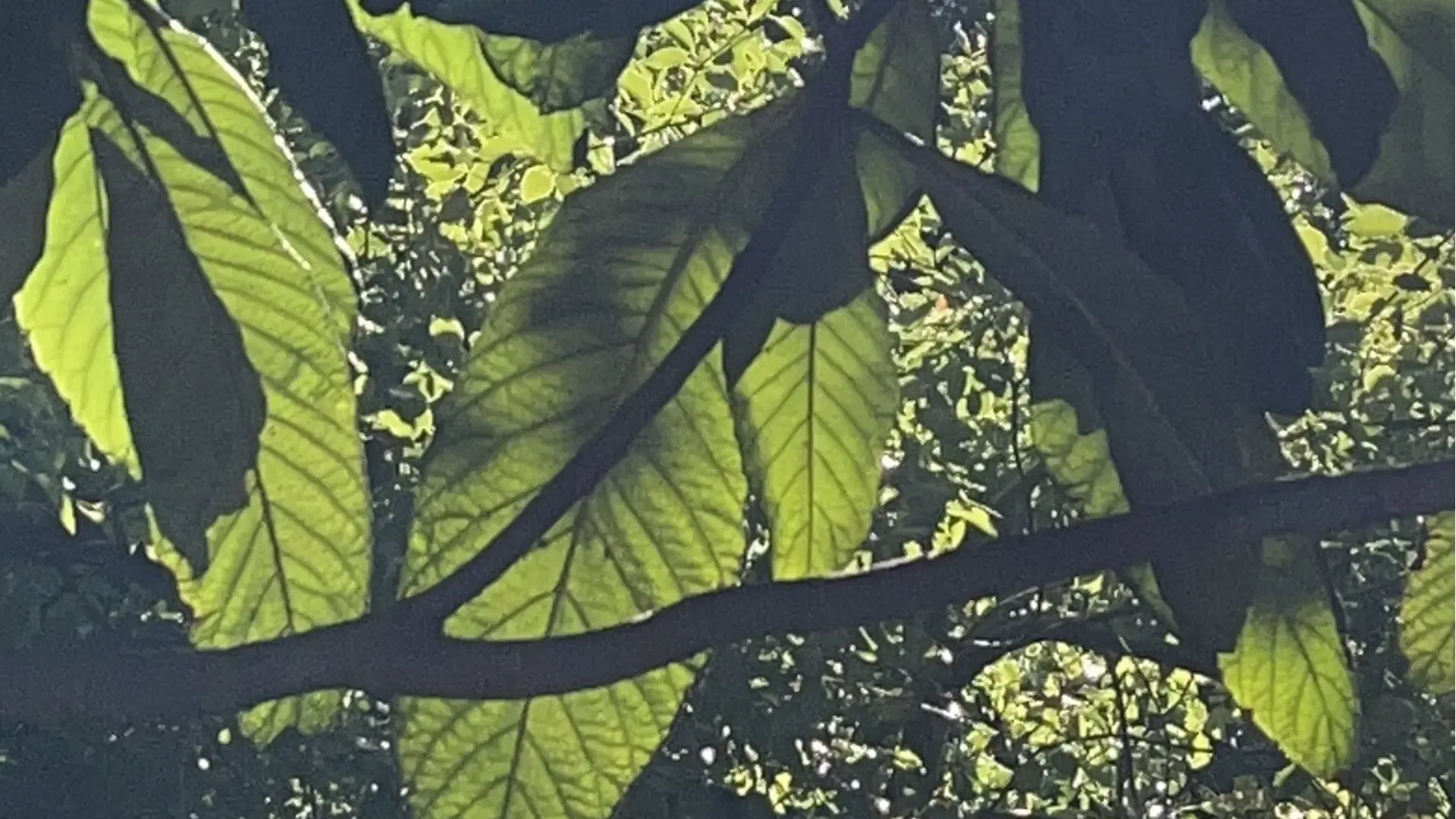 Como Avaliar se uma marca de ferramentas de jardim vale a pena ser distribuída a longo prazo