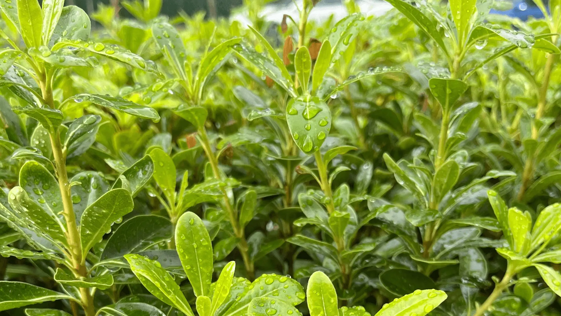 Tendências do Mercado de Ferramentas de Jardinagem e Preferências dos Consumidores na Europa e América para 2026