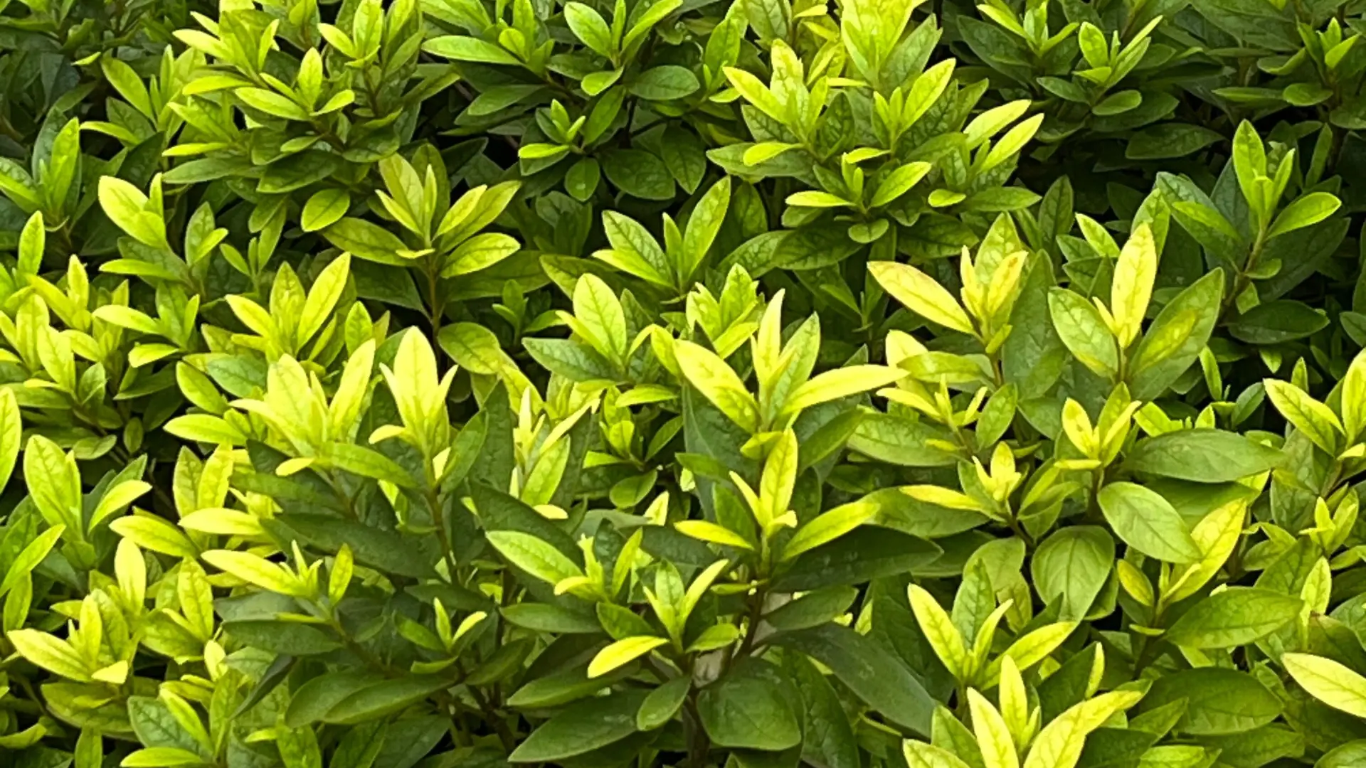 Der Anfängerleitfaden zur Beschaffung von Großhandels-Gartengeräten aus China