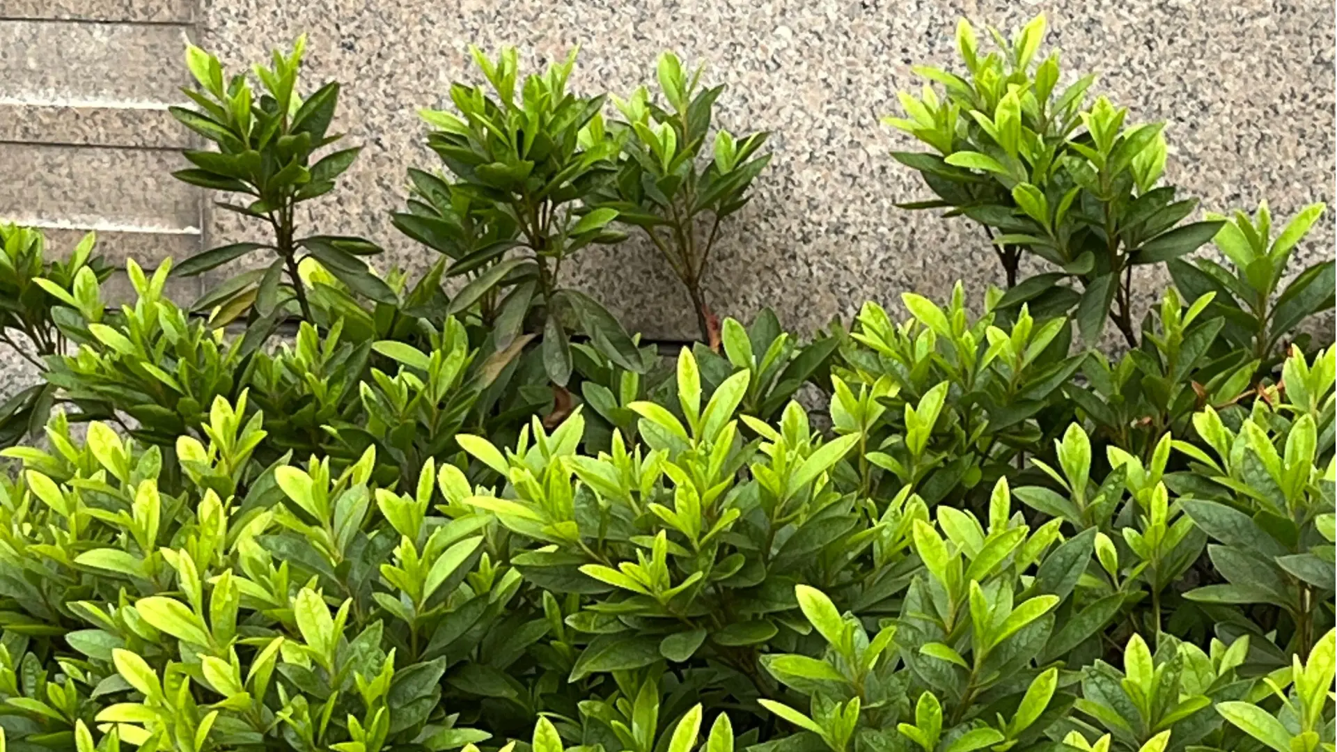 Wie neue Händler für Gartenbedarf zuverlässige Lieferanten finden können