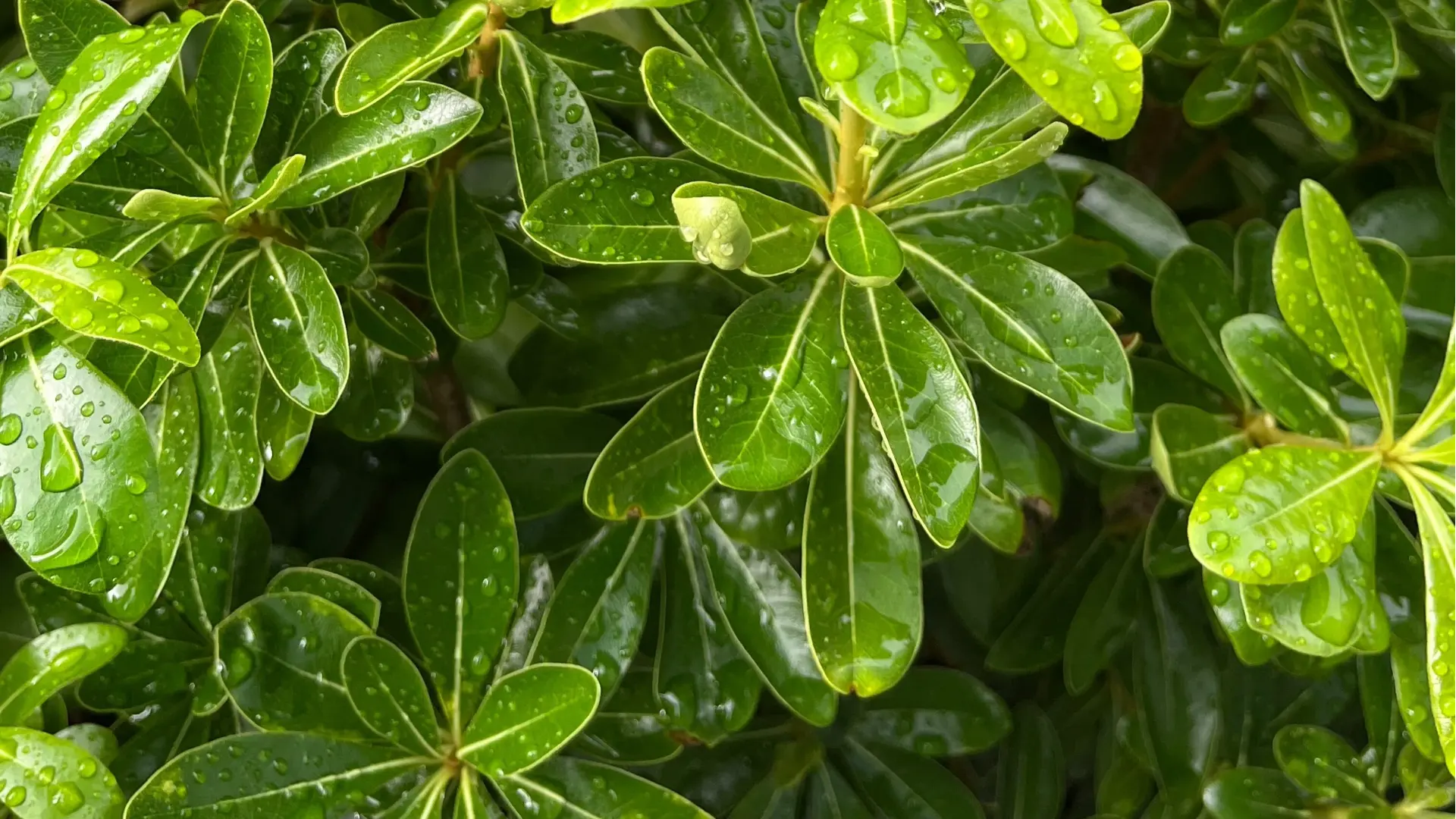 Der beste Rundum-Gartenwerkzeug-Anbieter für Großhandelsdistributoren