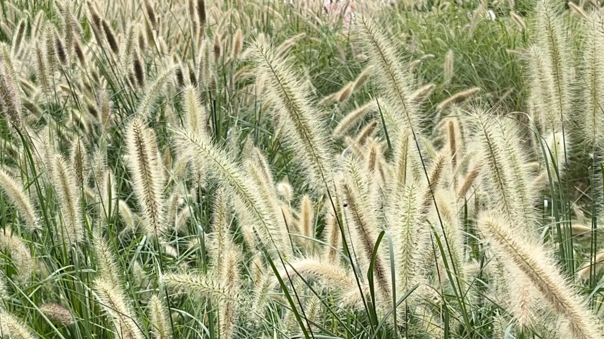 Wie man Gartenwerkzeuge aus China in Ihre Stadt importiert in 2026: Ein Schritt-für-Schritt-Leitfaden für Anfänger