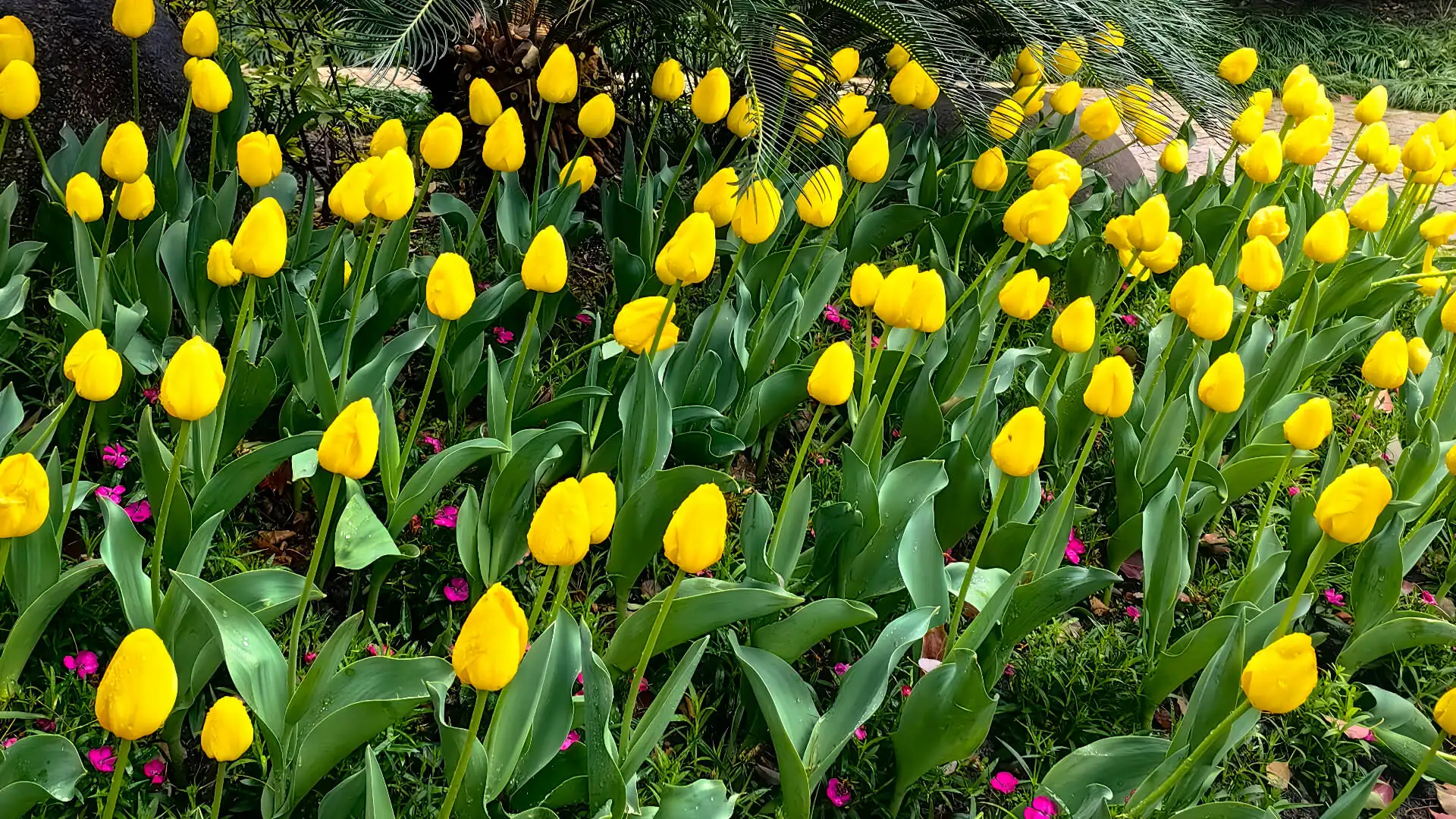 Tendenze primaverili nel giardinaggio: Di cosa dovrebbero fare scorta i distributori