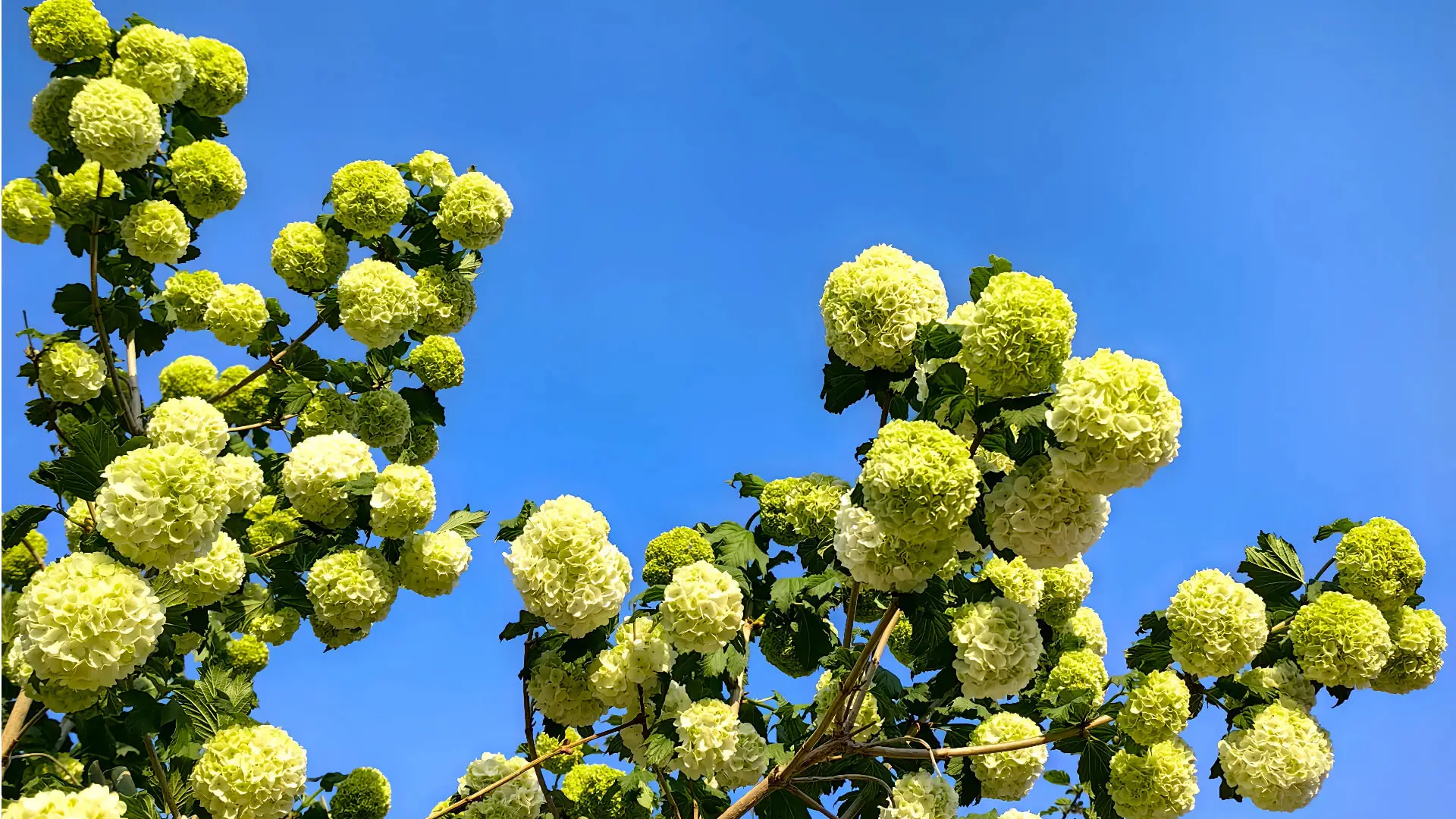 Attrezzi e forniture da giardino più venduti per la primavera 2026