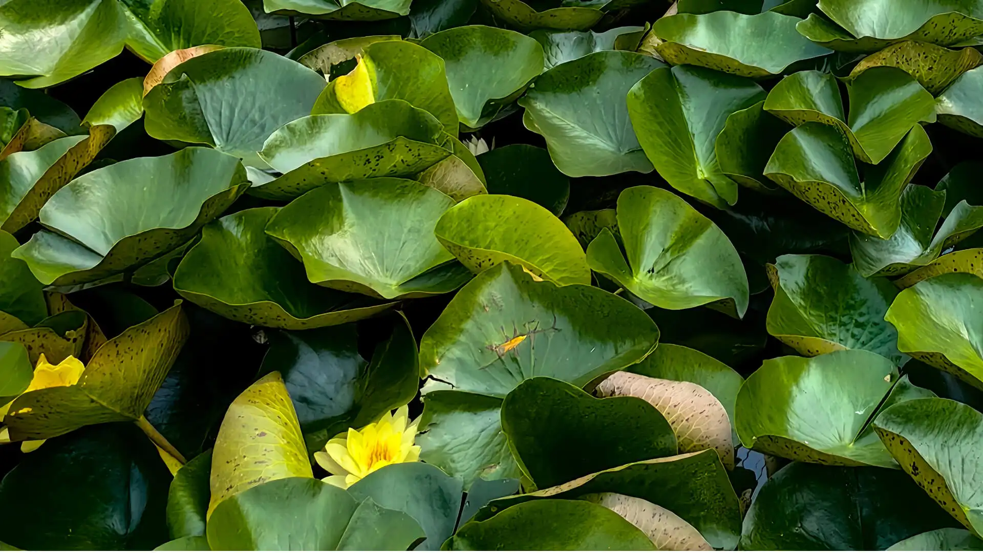 Attrezzi da giardinaggio all'ingrosso molto richiesti questa primavera: Guida all'acquisto