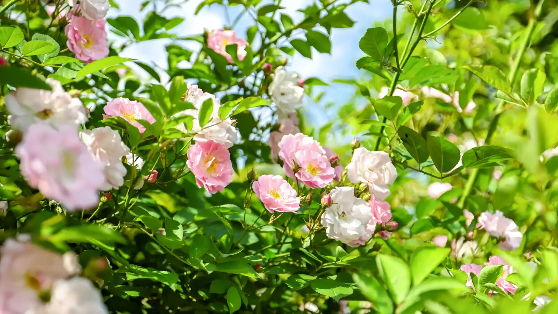 Come la domanda stagionale influenza il mercato degli utensili da giardino primaverile