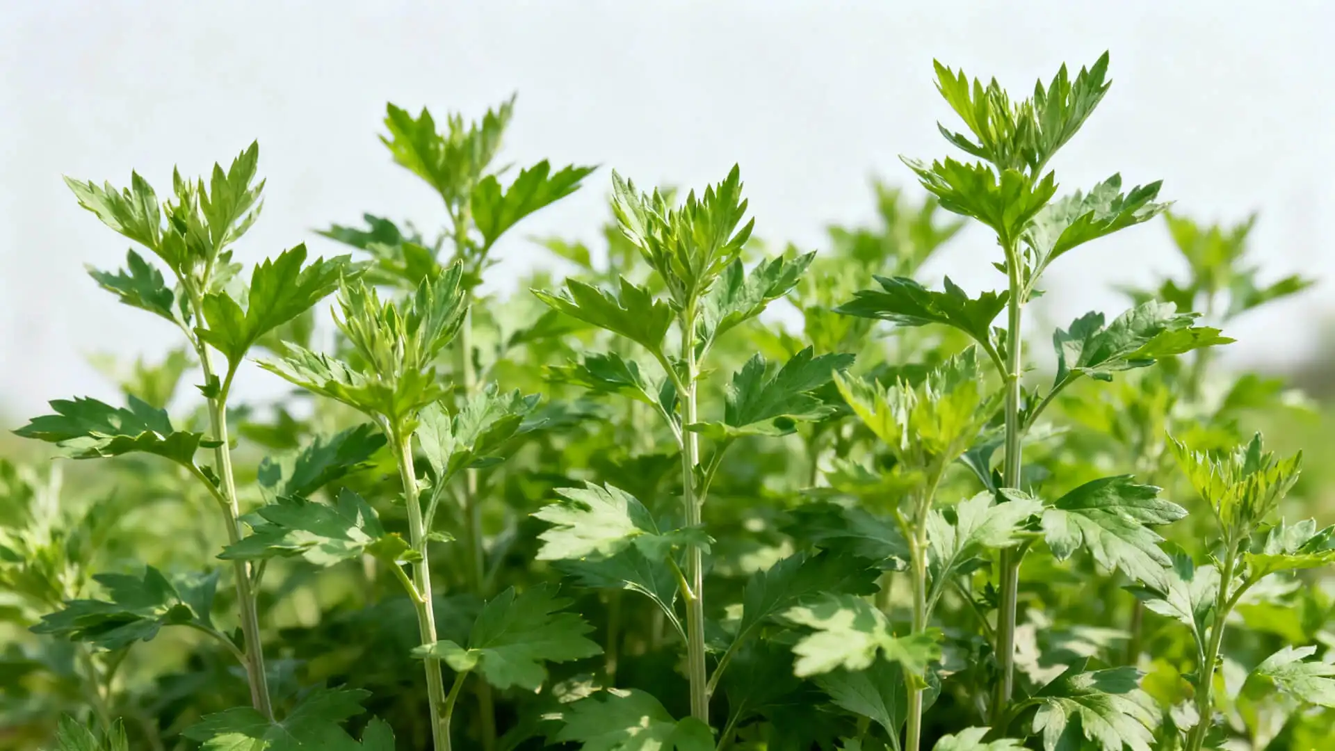 Come coltivare l'assenzio nel proprio giardino | Fornitore di giardini spaventapasseri