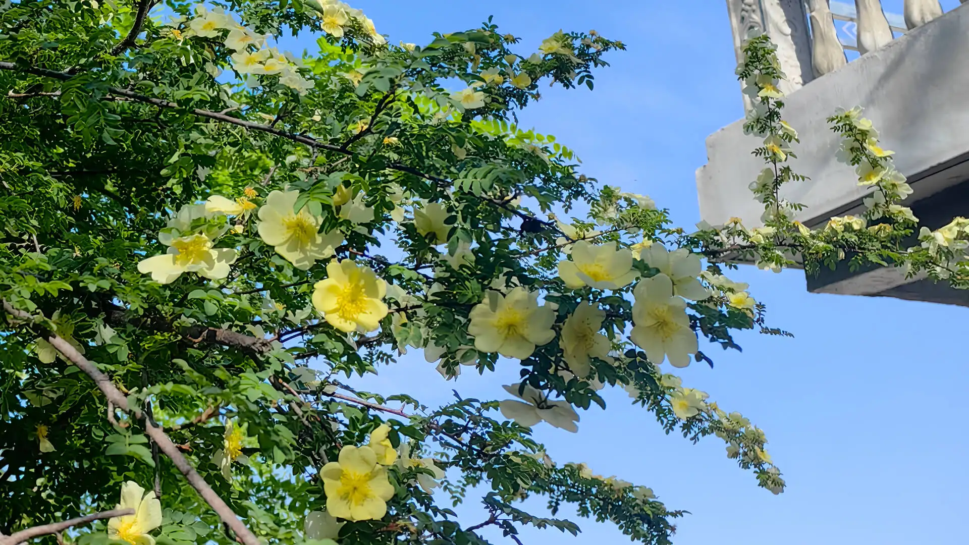 Il fornitore di attrezzi da giardino più affidabile per piccole e medie aziende di giardinaggio | Fornitore di giardini spaventapasseri