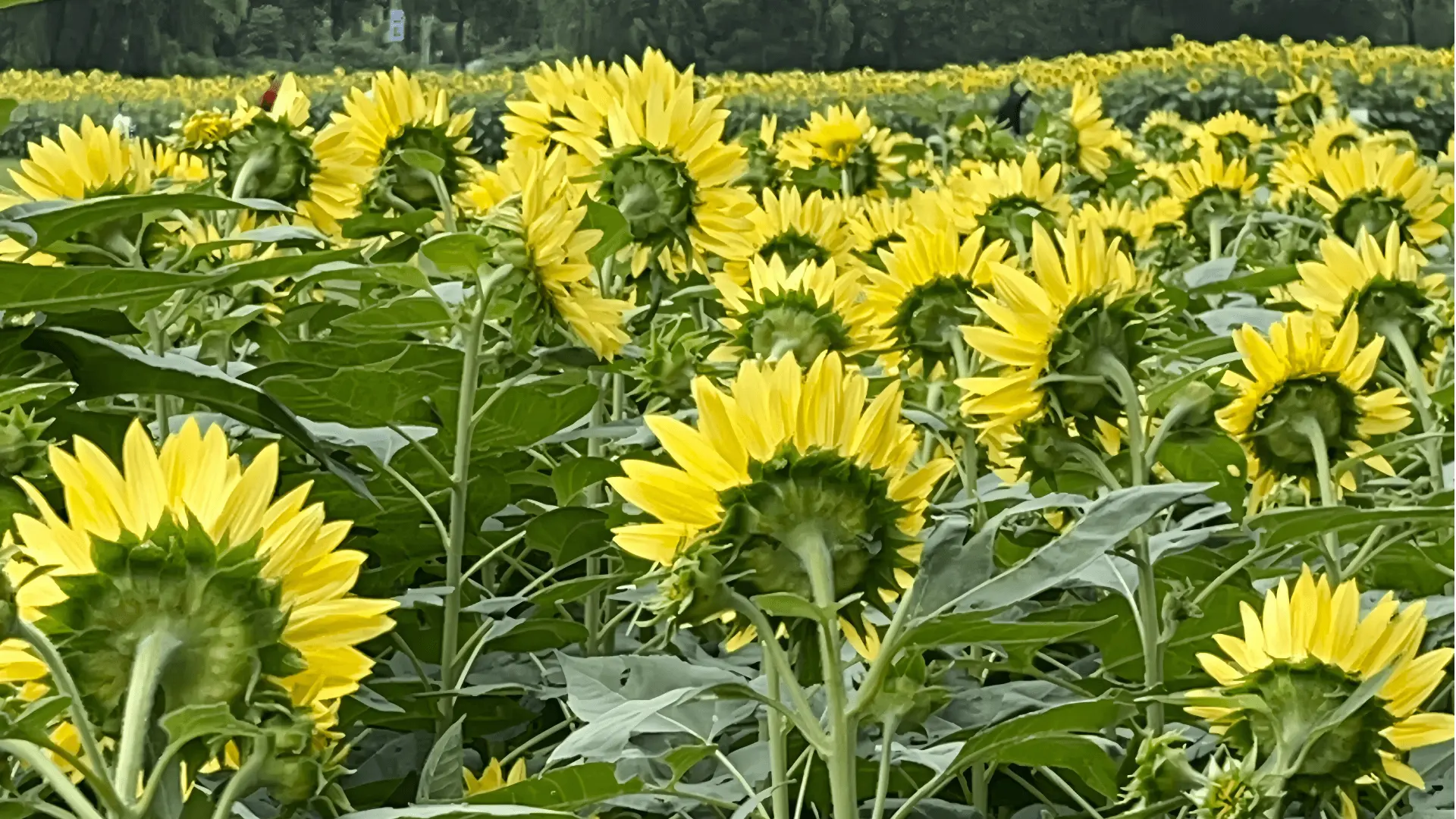 Como Equilibrar o Preço, Qualidade, e reputação da marca ao comprar ferramentas de jardim no atacado