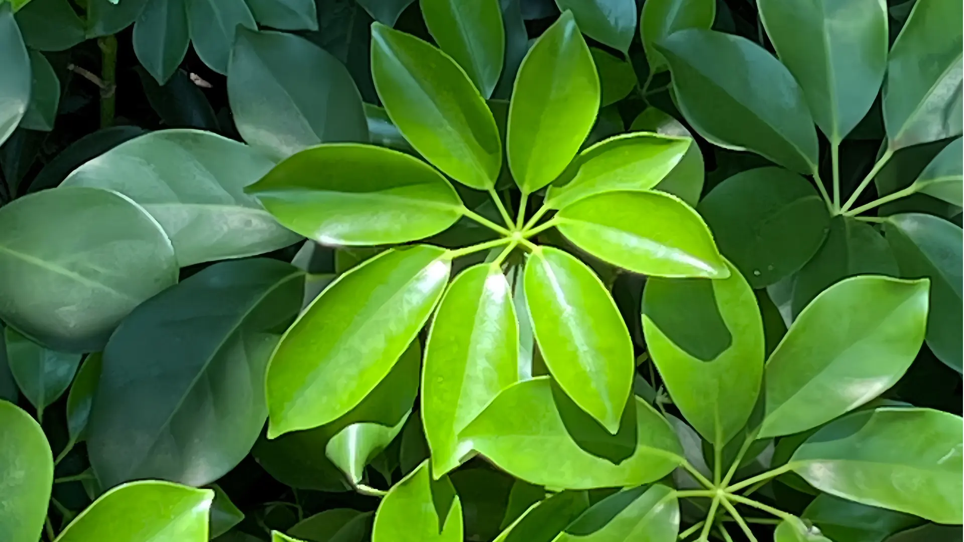 Why you can trust Scarecorw Garden Supplier