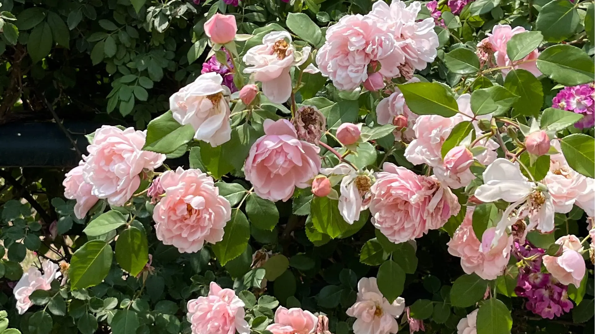 Warum wurde es als Scarecrow Garden Supplier CO., Ltd benannt?.