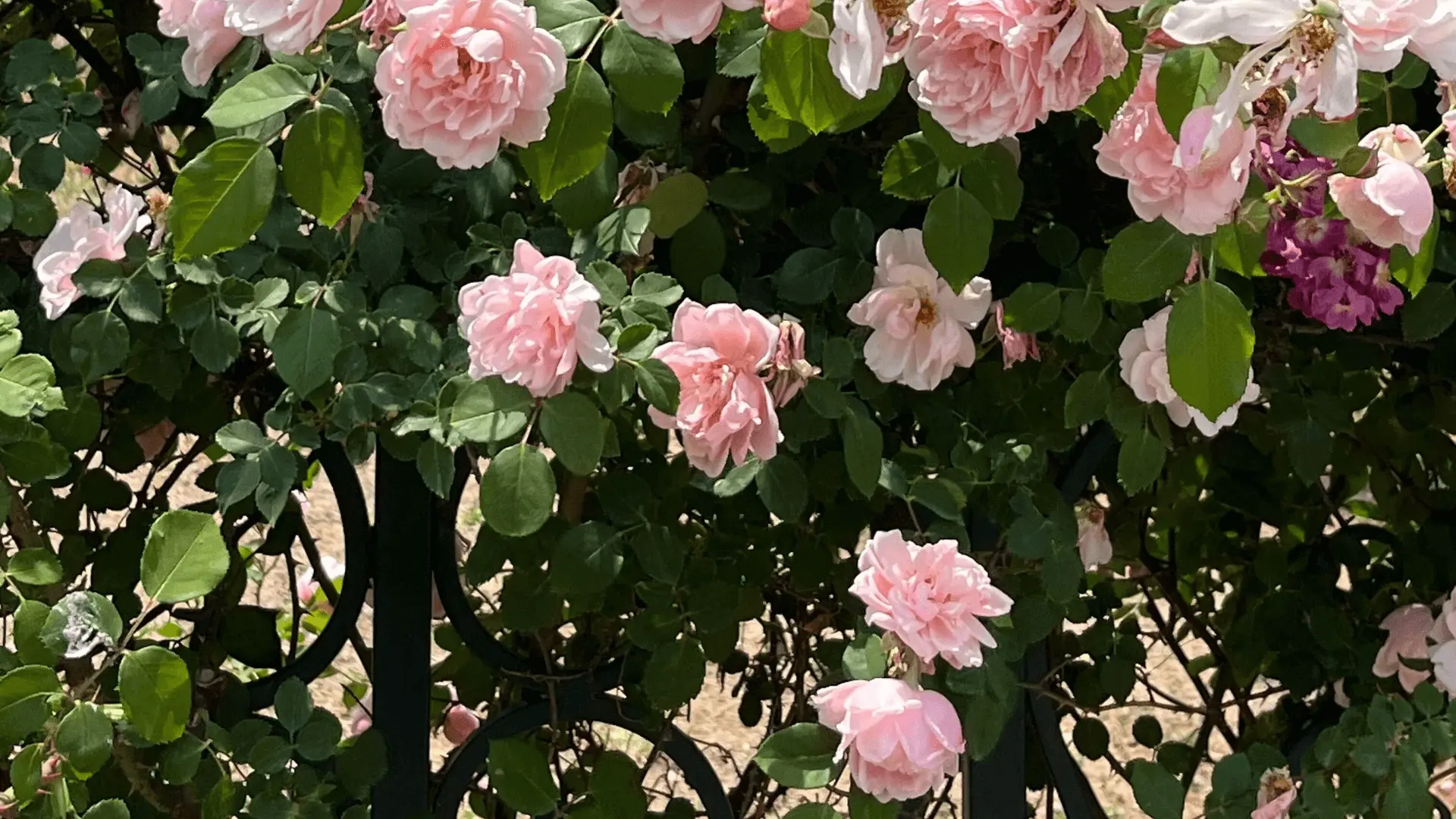 Warum Scarecrow Garden Supplier Co., GmbH. Ist ein zuverlässiger Großhandels-Gartenwerkzeuglieferant für globale Käufer